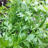 Lepidium sativum