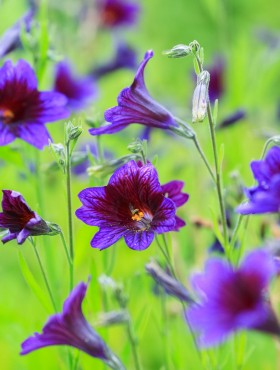 Salpiglossis sinuata, the painted tongue, scalloped tube tongue, velvet trumpet flower,    is a flowering plant belonging to the subfamily Cestroideae of the nightshade family Solanaceae