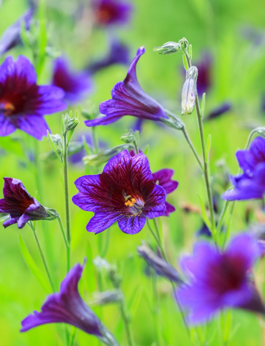 Salpiglossis sinuata, the painted tongue, scalloped tube tongue, velvet trumpet flower, is a flowering plant belonging to the subfamily Cestroideae of the nightshade family Solanaceae