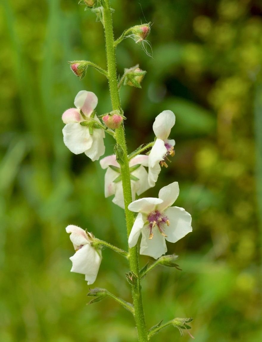 Verbascum blattaria 'Albiflorum'
