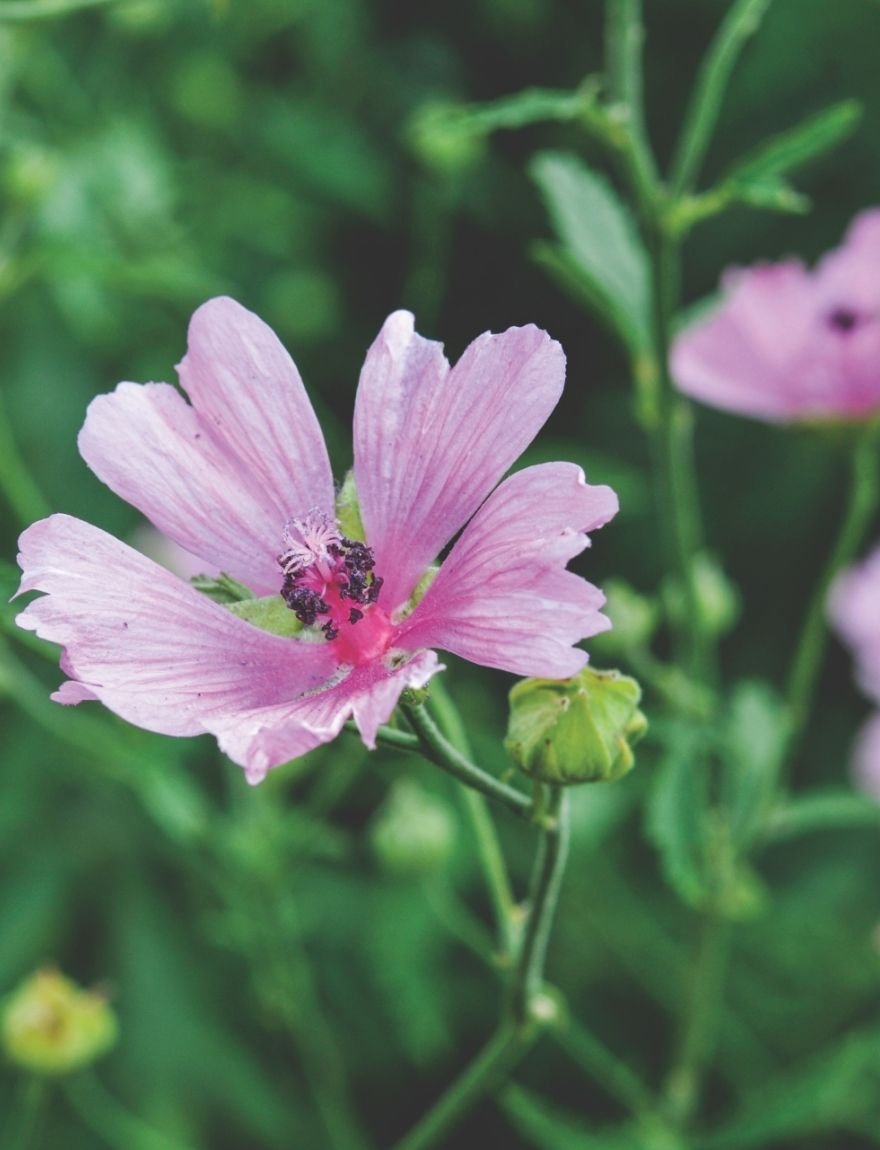Althaea cannabina