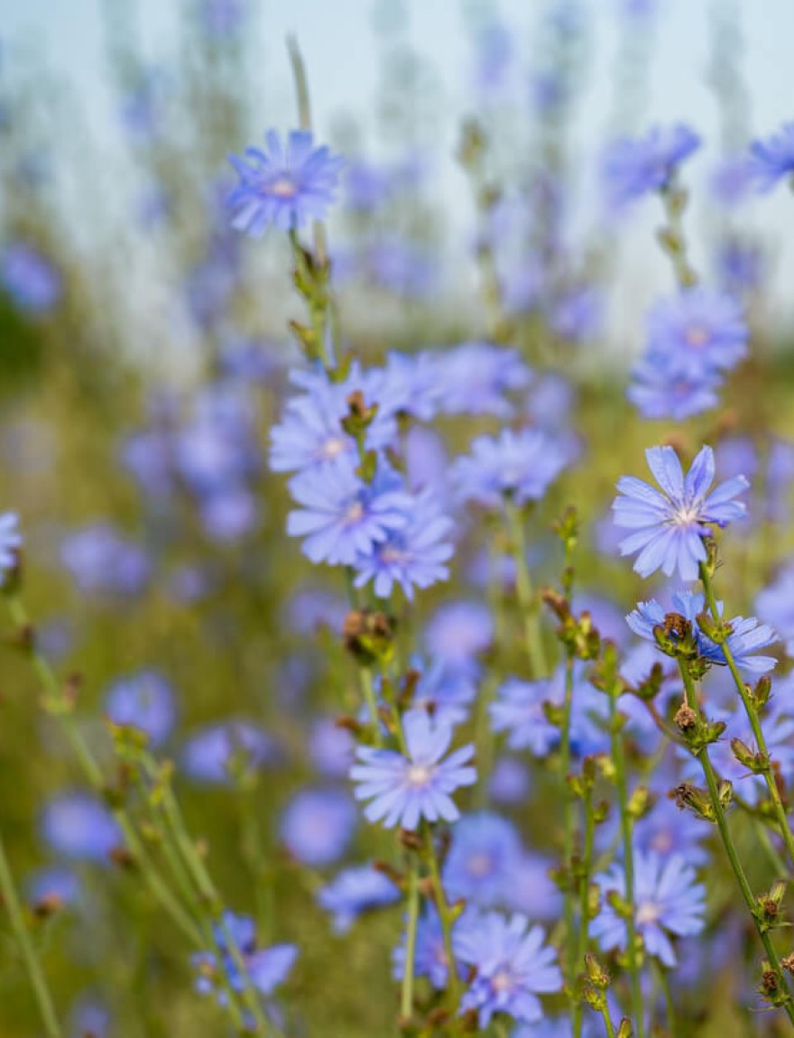 Cichorium intybus
