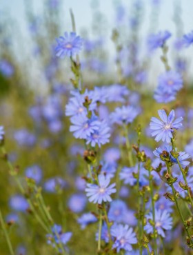 Cichorium intybus