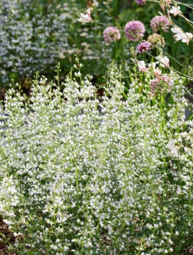 Calamintha nepeta