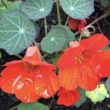 Tropaeolum majus Glorious gleam
