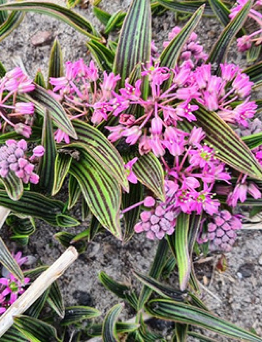 Ledebouria cooperi tilanus