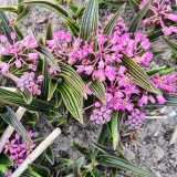 Ledebouria cooperi tilanus