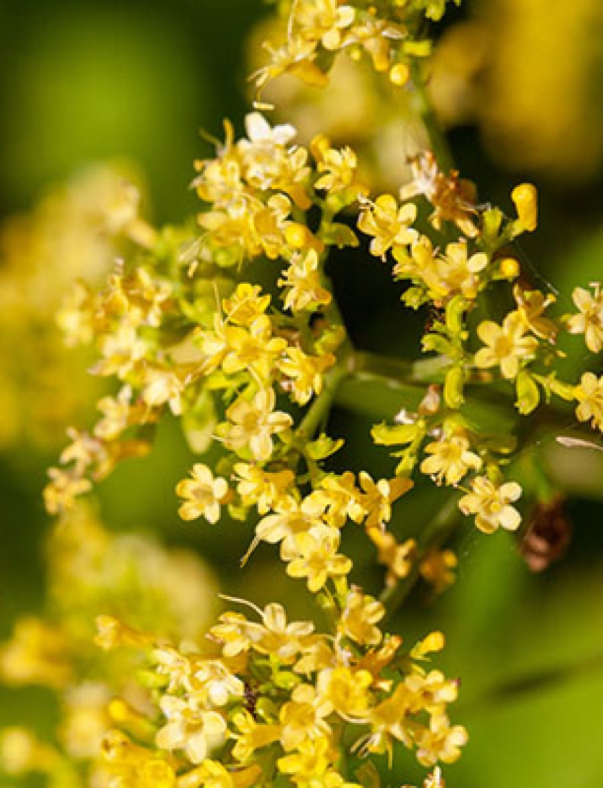Blossoms of a swollen patrinia, Patrinia gibbosa