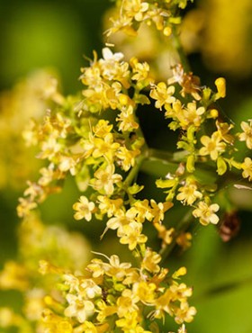 Blossoms of a swollen patrinia, Patrinia gibbosa