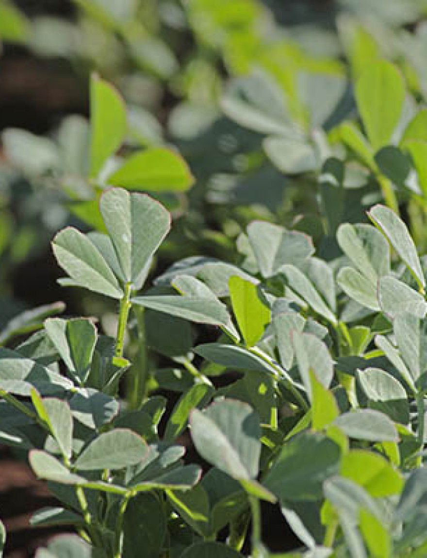 Plants of Fenugreek Foenum-graecum in a field