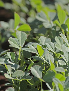 Plants of Fenugreek Foenum-graecum in a field