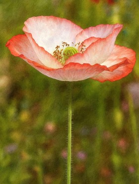 Papaver rhoeas Shirley
