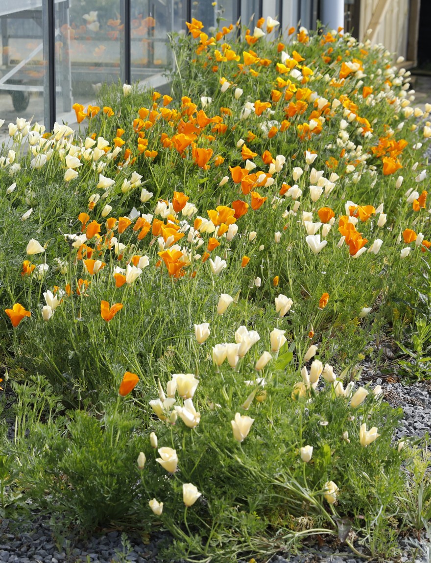 Eschscholzia californica