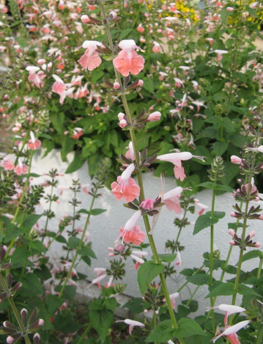 Salvia ‘Coral Nymph’