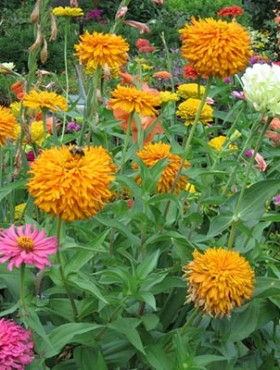 Photo of variety of colorful summer zinnia flowers in a garden.