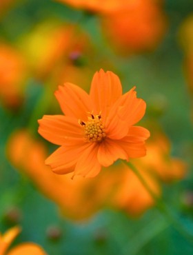 Cosmos sulphureus