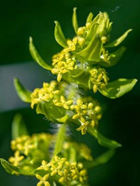 flowers captured in Bohinj valley Slovenia