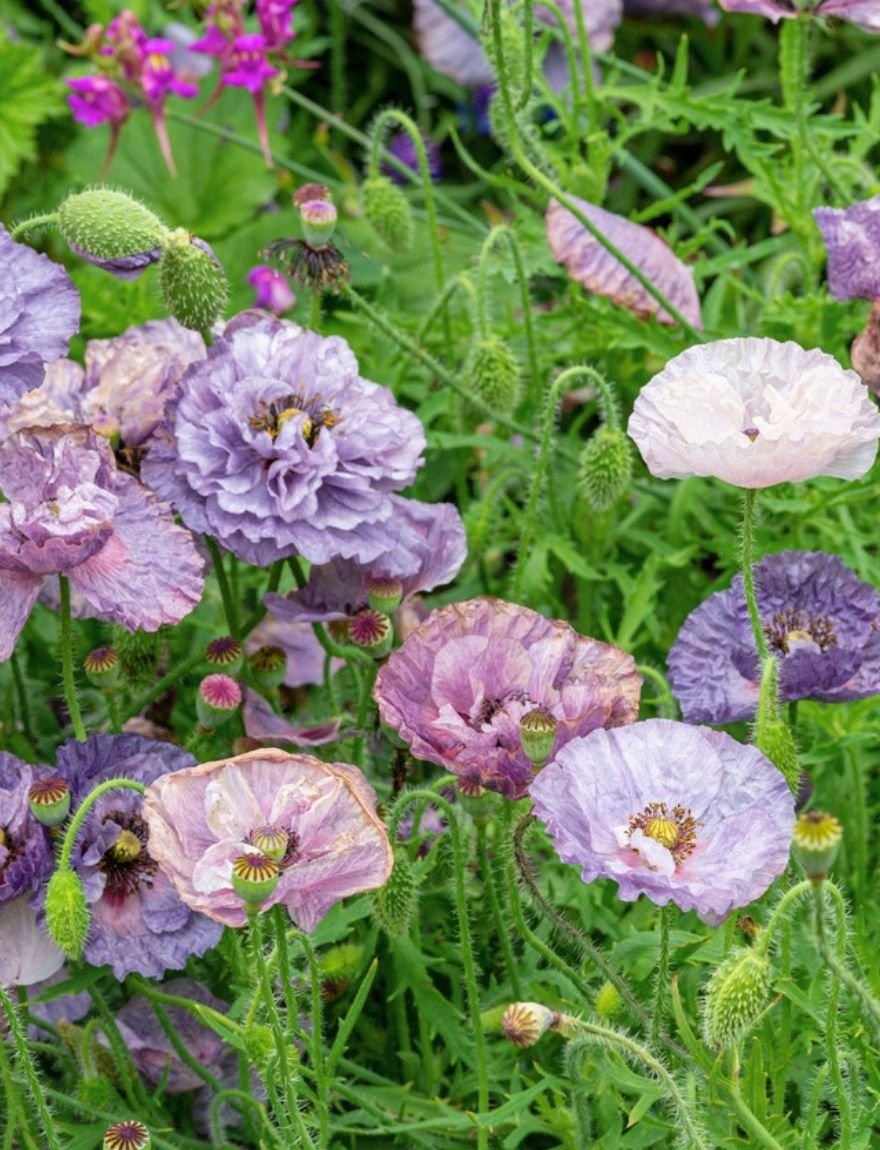 Papaver rhoeas 'Amazing Grey'