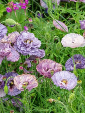 Papaver rhoeas 'Amazing Grey'
