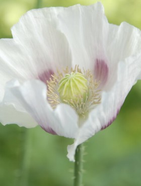 Papaver somniferum var alba