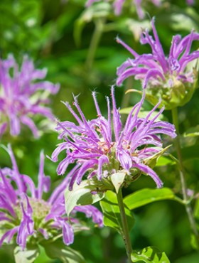 A close up grouping of purple beebalm in a central Massachusetts garden, with the focus on the front flower.