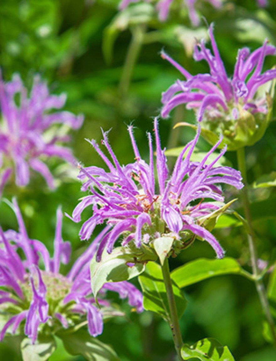 A close up grouping of purple beebalm in a central Massachusetts garden, with the focus on the front flower.