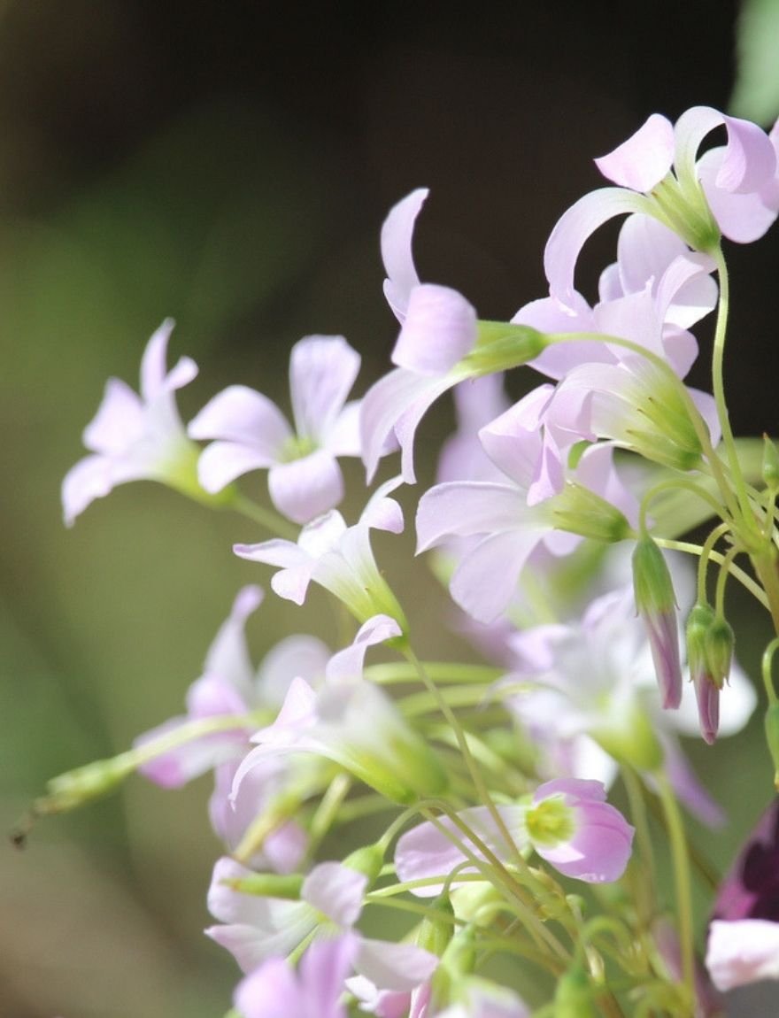 Oxalis triangularis subsp. papilionacea