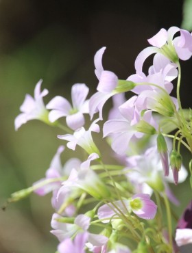 Oxalis triangularis subsp. papilionacea