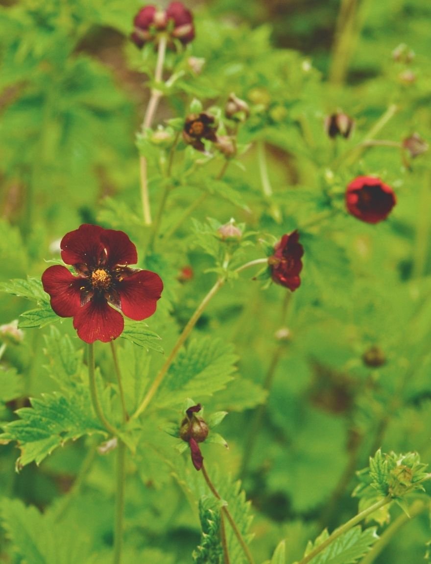 Potentilla atrosanguinea var.  argyrophyla
