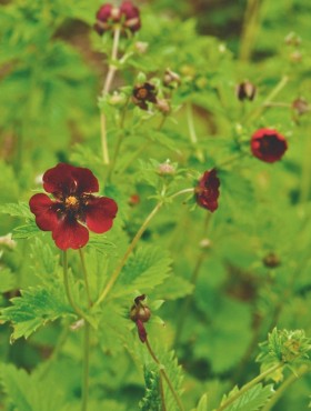 Potentilla atrosanguinea var. argyrophyla