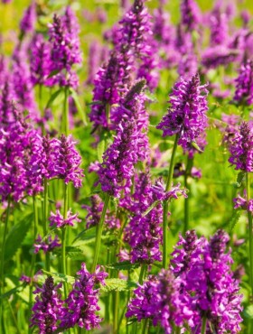 Betonica officinalis