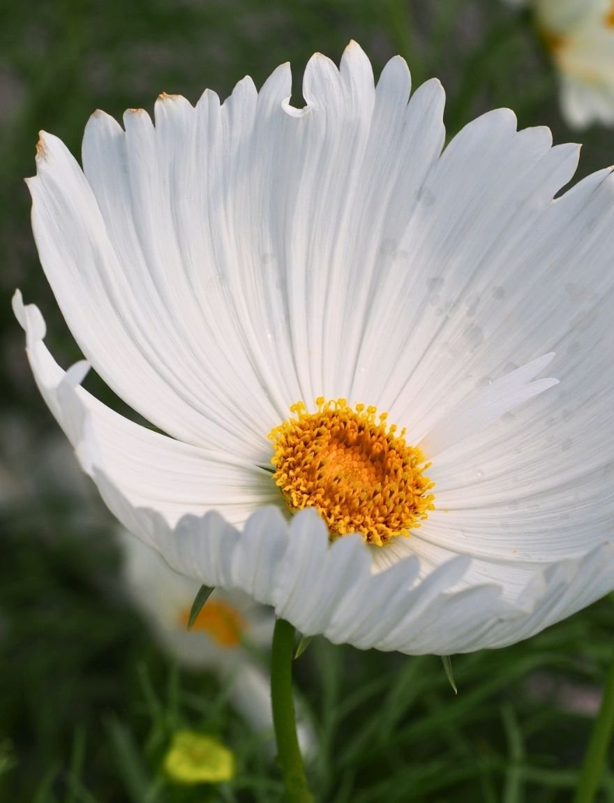 Cosmos 'Cupcakes White'