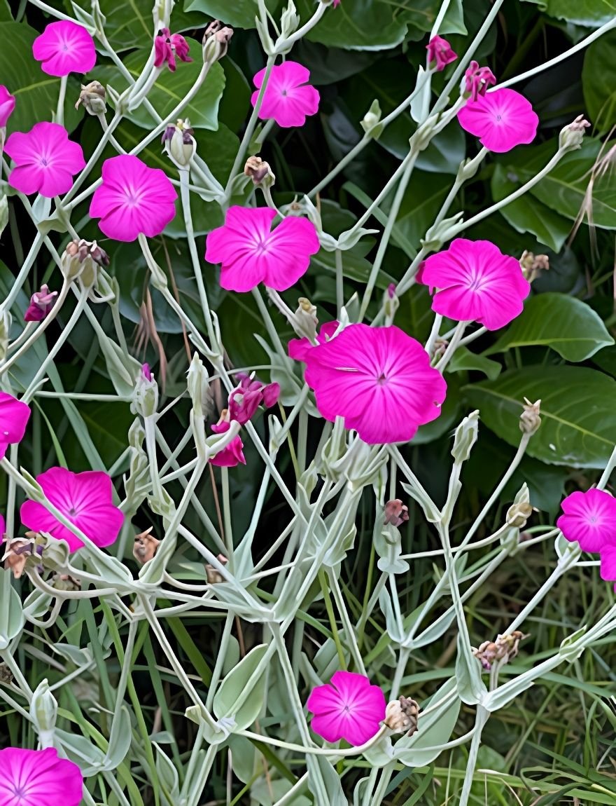 lychnis prikneus