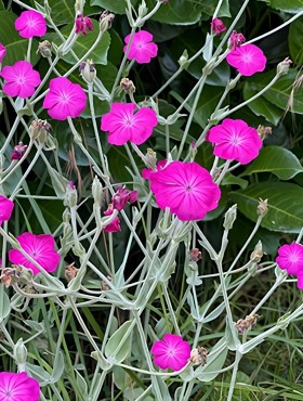 lychnis prikneus