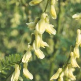 Astragalus galegiformis / hokjespeul