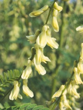 Astragalus galegiformis / hokjespeul
