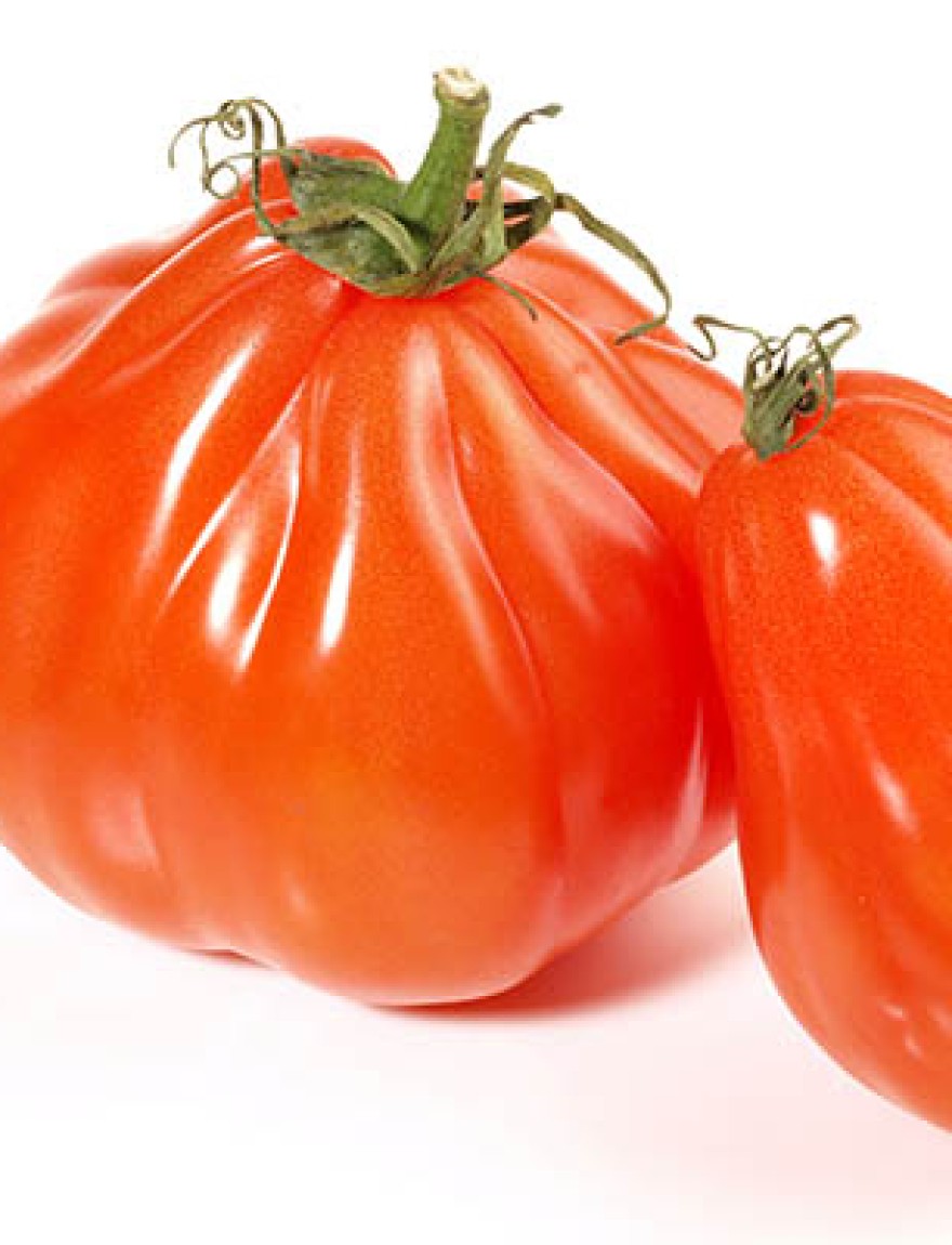 Ox Heart Tomatoes on white Background