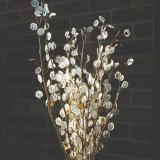 Romeinse schildjes (Fibigia clypeata) uitgebloeid