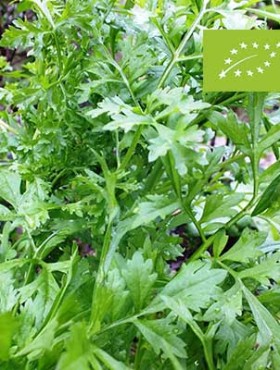 Lepidium sativum / grootbladige tuinkers