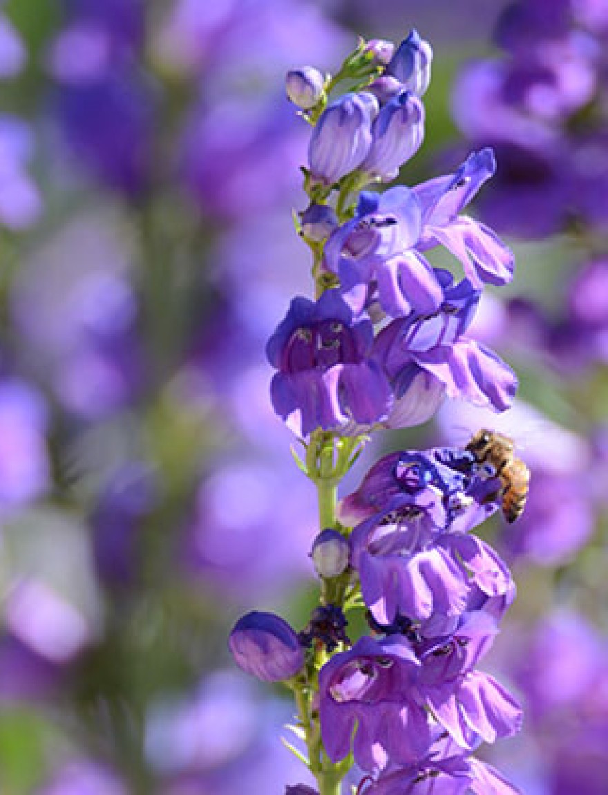 Bee on Purple Penstemon Strictus Flower with a Purple and Green Background