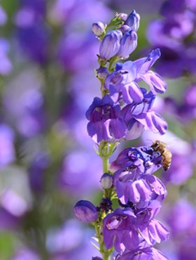 Bee on Purple Penstemon Strictus Flower with a Purple and Green Background