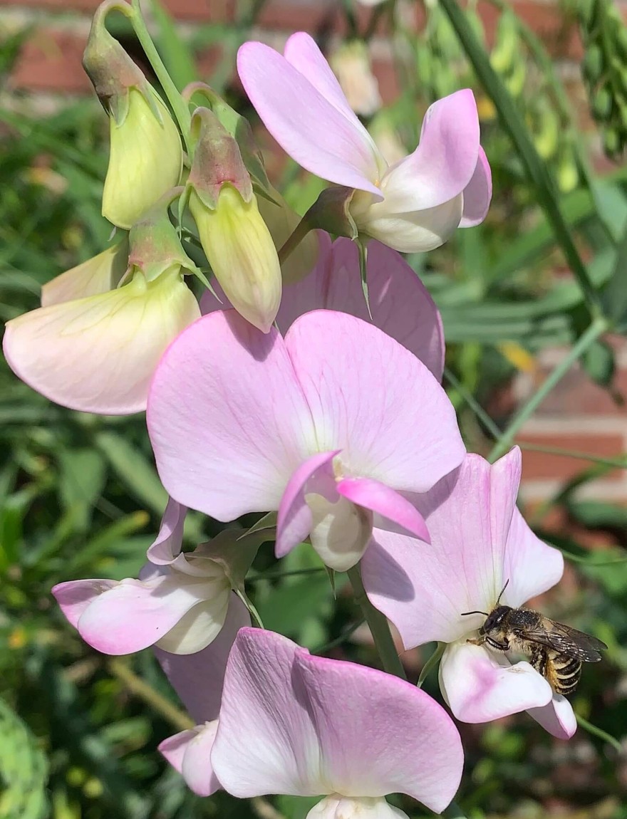 Lathyrus latifolius (zachtroze)
