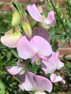 Lathyrus latifolius (zachtroze)