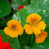 Many nasturtium yellow flowers with bright green and white round leaves, edible blossom.