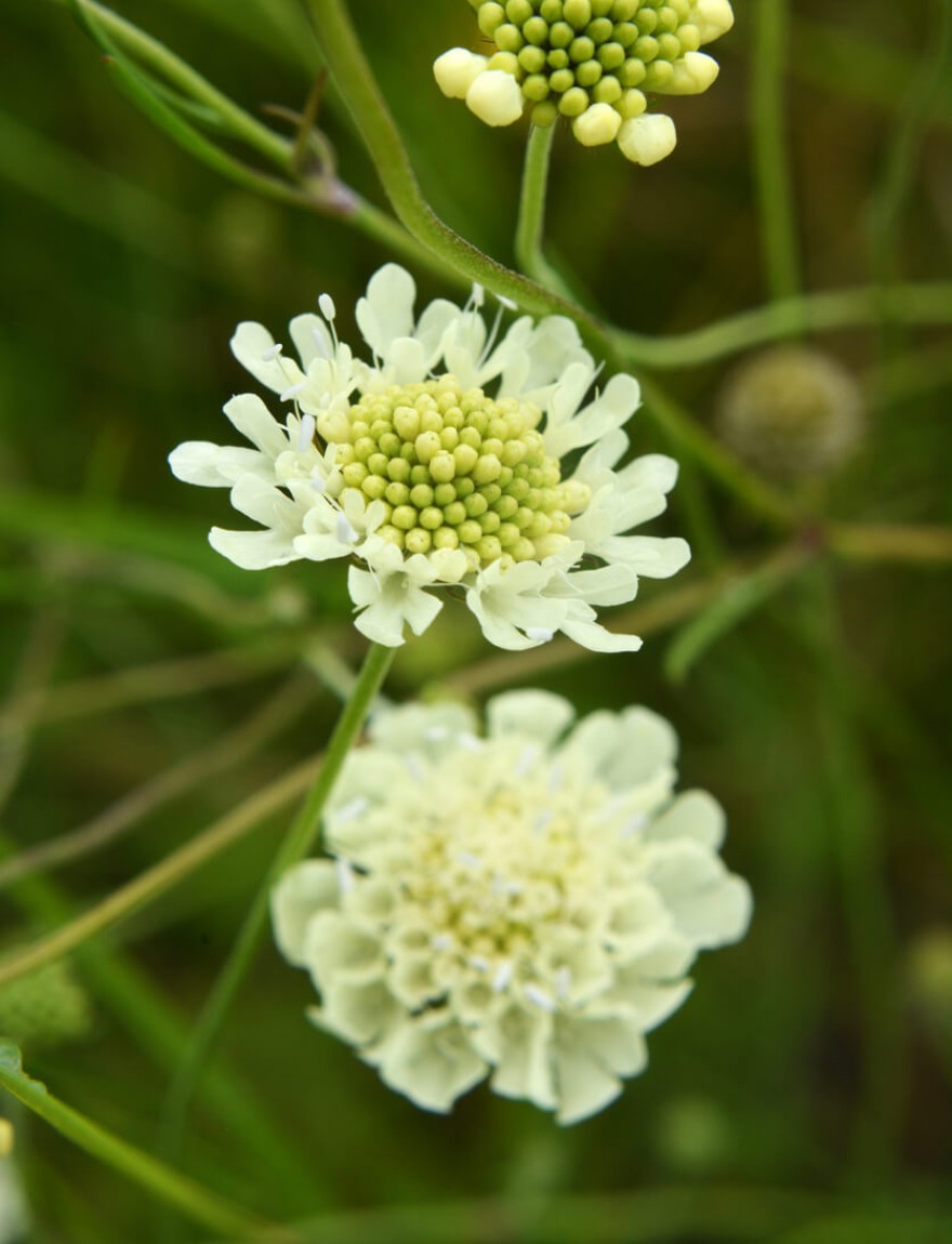 Scabiosa ochroleuca