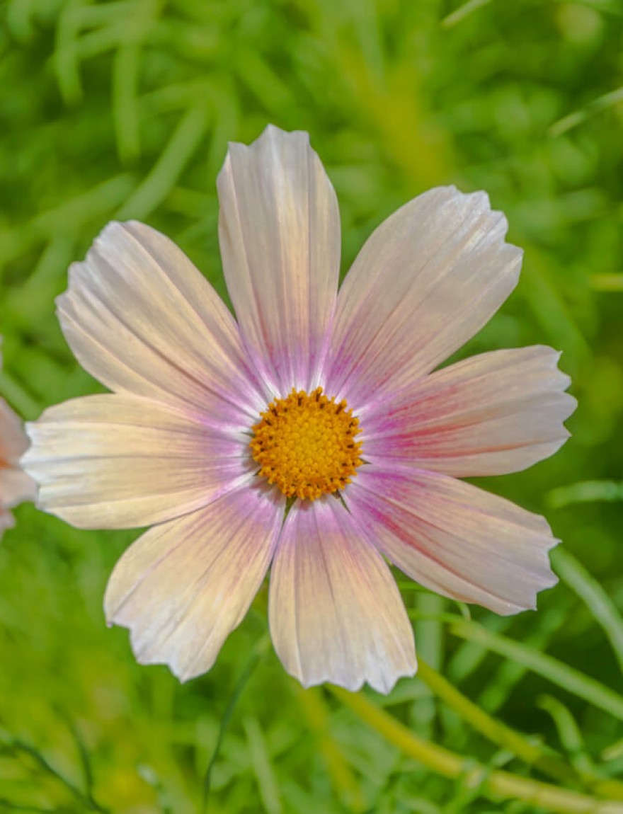 Cosmos Apricot Lemonade