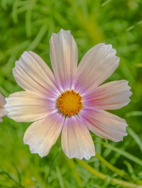 Cosmos Apricot Lemonade