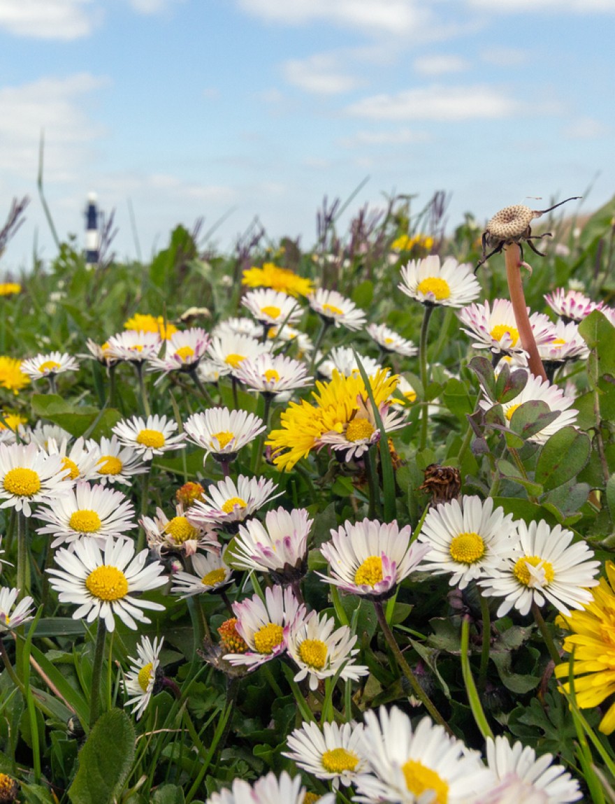 Bellis perennis