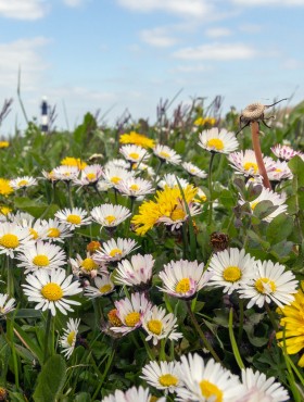Bellis perennis