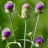 Dipsacus fullonum